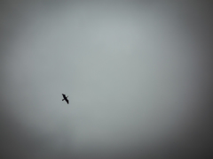 camucamu_20140506_73