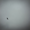 camucamu_20140506_73