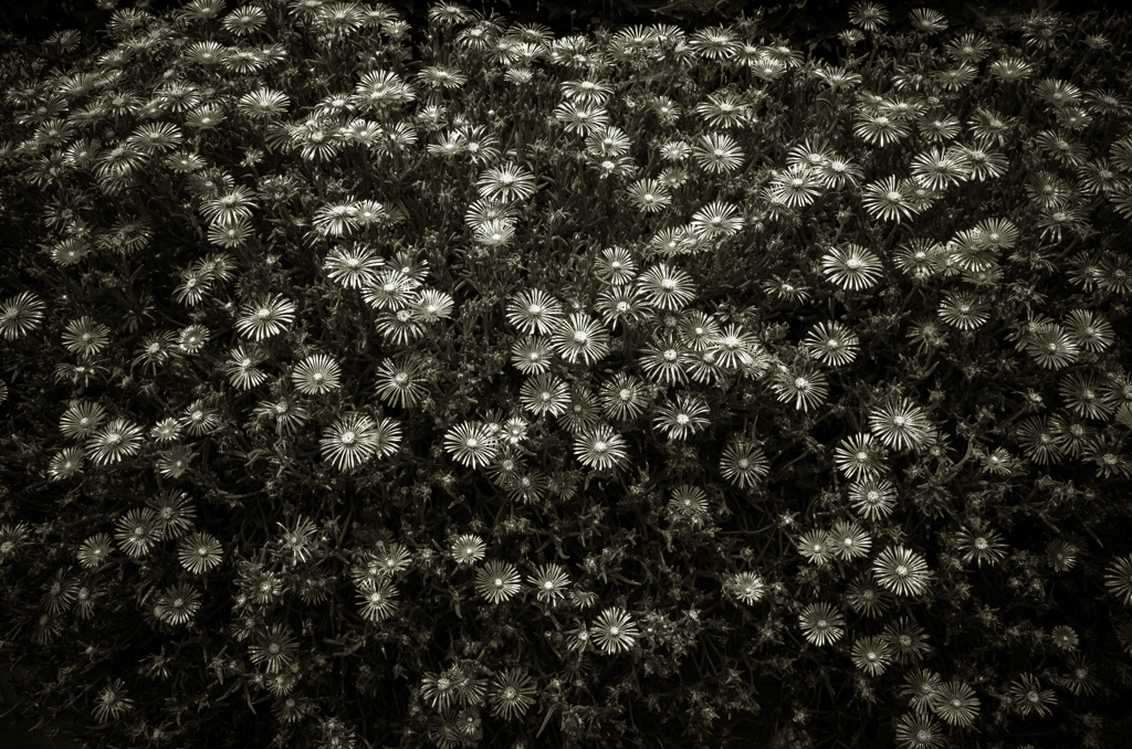 camucamu_20140603_77