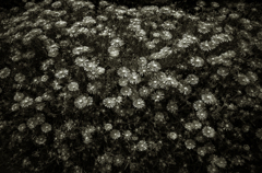 camucamu_20140603_77