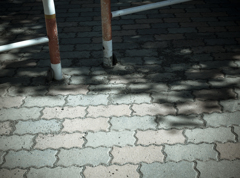 camucamu_20141016_125