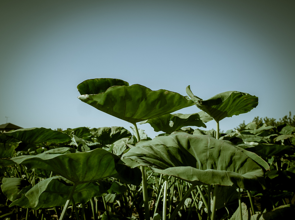 camucamu_20140928_106