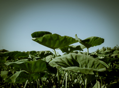 camucamu_20140928_106