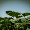 camucamu_20140928_106