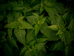 camucamu_20140911_96