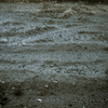 camucamu_20141123_146