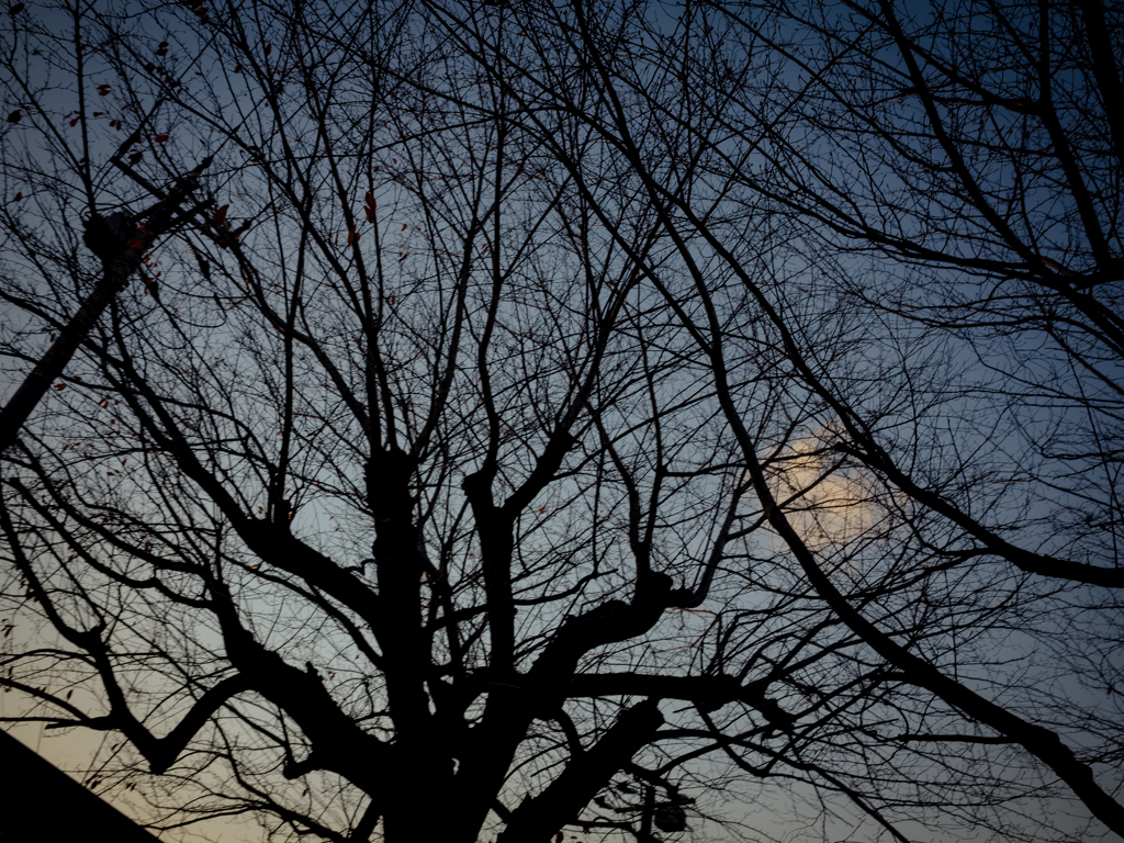 camucamu_20141208_03