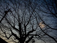 camucamu_20141208_03