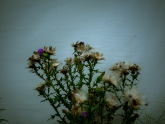 camucamu_20140913_101