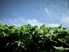 camucamu_20141016_126