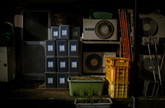 camucamu_20150104_13