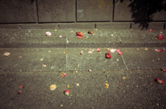 camucamu_20140401_49