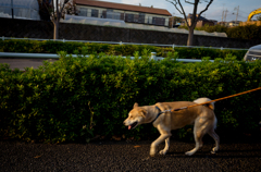 camucamu_20141112_138