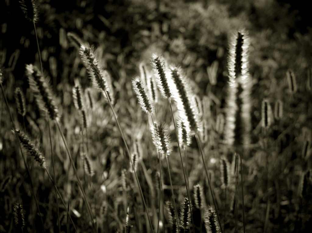 camucamu_20141003_108