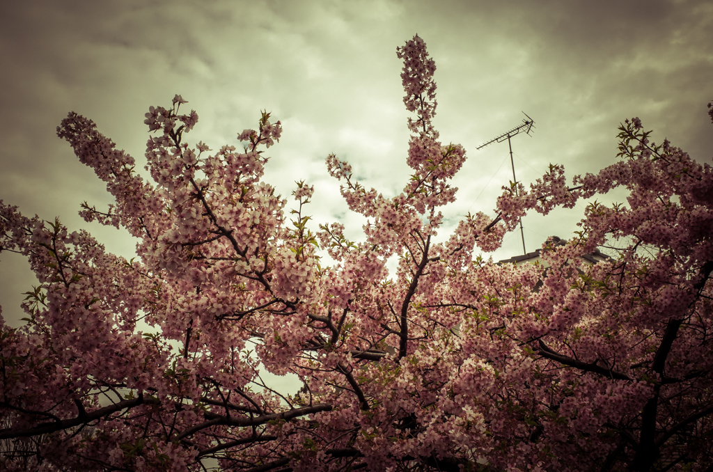 camucamu_20140326_43