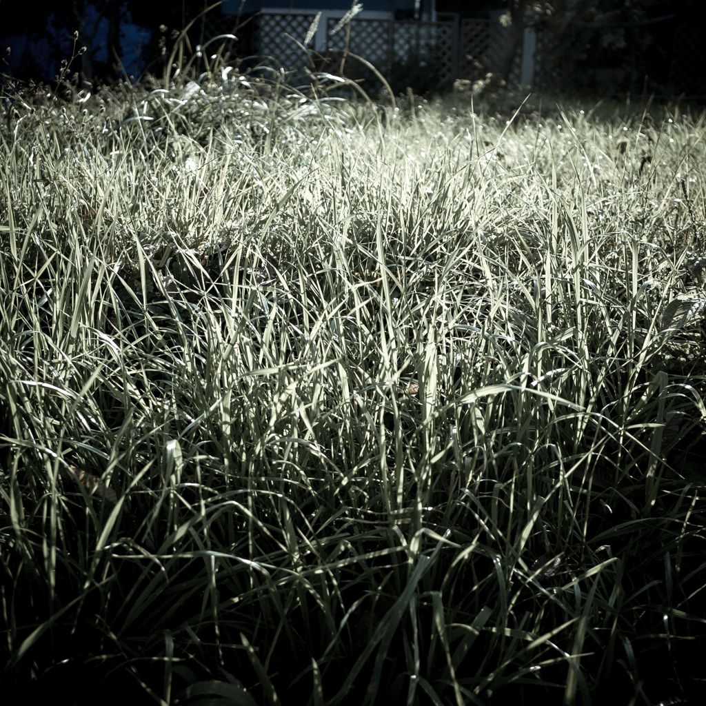 camucamu_20141123_144