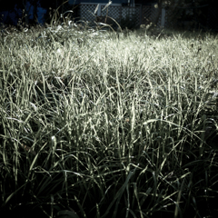 camucamu_20141123_144