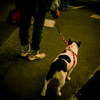 camucamu_20141110_134