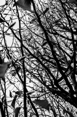 camucamu_20141225_07