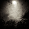 camucamu_20140404_52