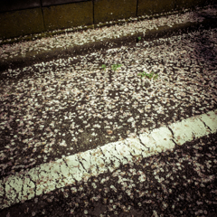 camucamu_20140404_51