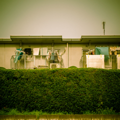 camucamu_20140413_60