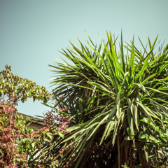 camucamu_20140415_61