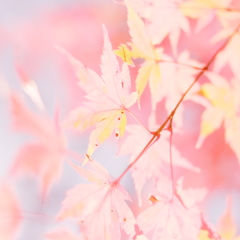 紅葉
