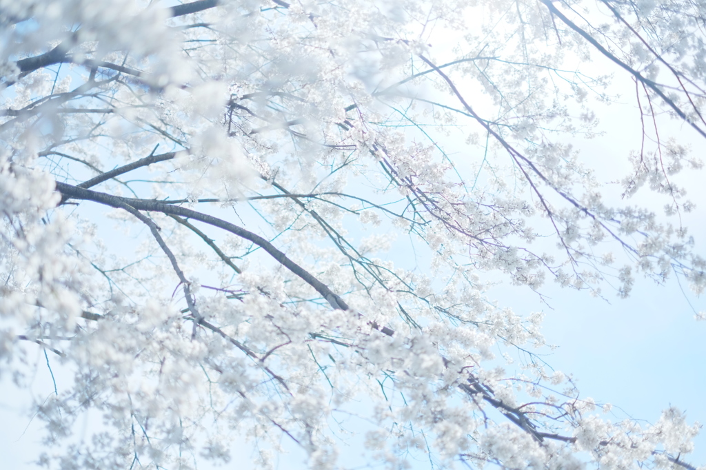 淡墨桜