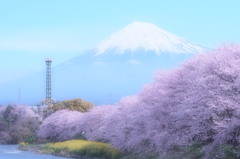 ふじさくら