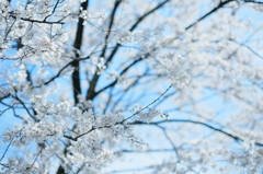 淡墨桜