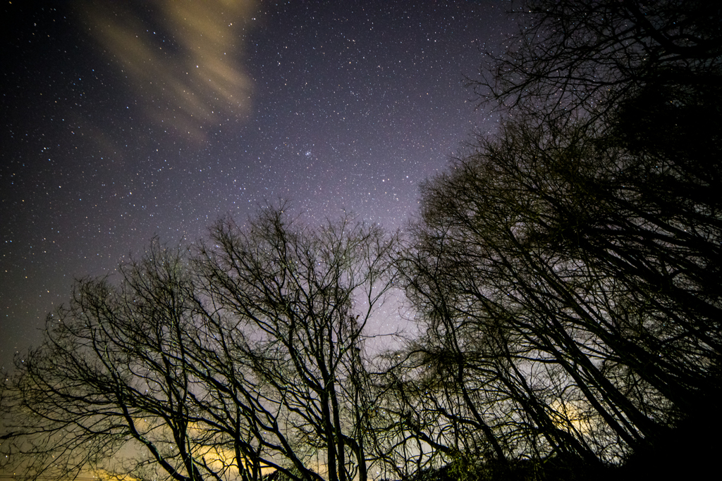 木々と星空