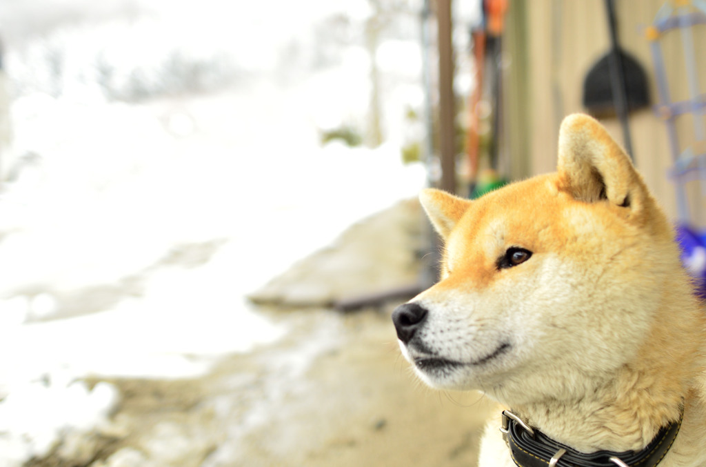 散歩行きたいなー