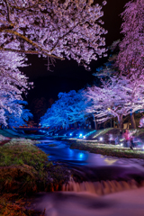 観音寺川の桜並木