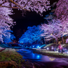 観音寺川の桜並木