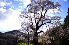 秋山　駒桜