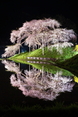 中島の地蔵桜