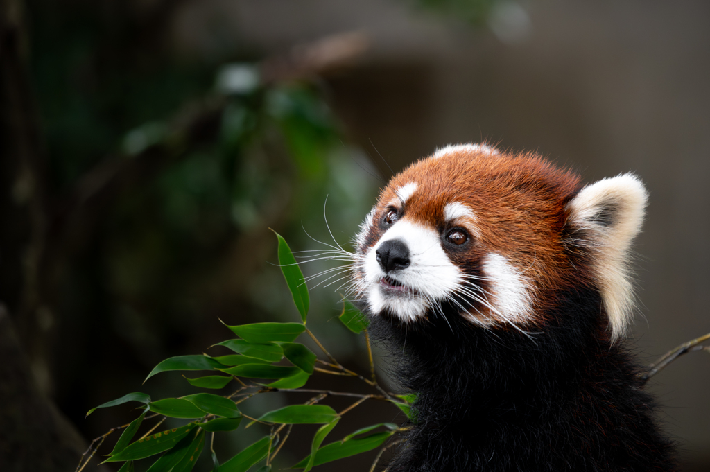 見上げるレッサーパンダ