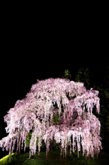 合戦場のしだれ桜