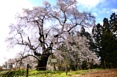 秋山　駒桜