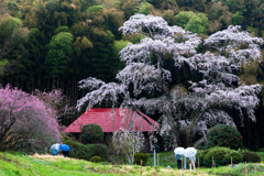 雨の雪村庵