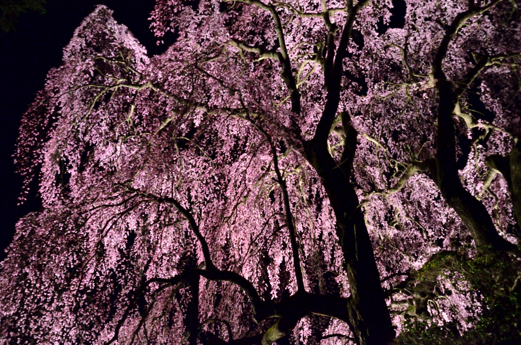 合戦場のしだれ桜