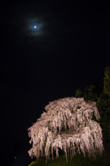 合戦場のしだれ桜