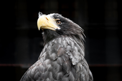 Steller's Sea Eagle