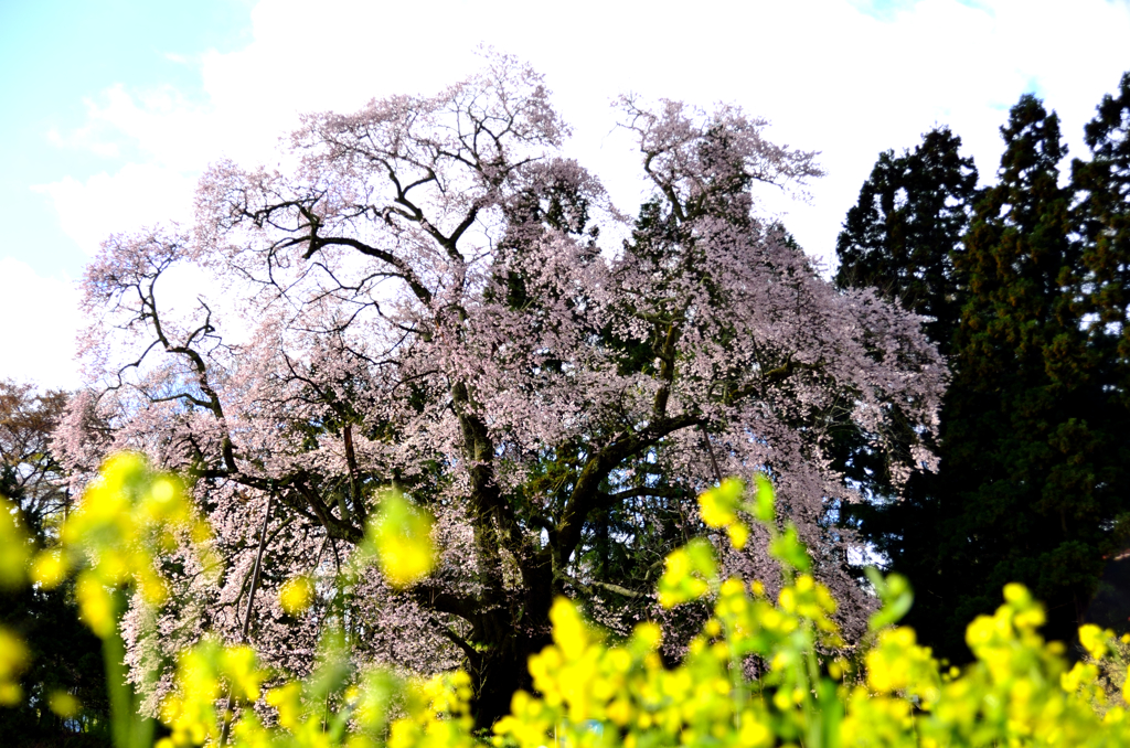 秋山　駒桜