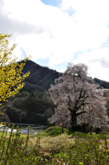 女神山と駒桜