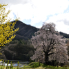 女神山と駒桜