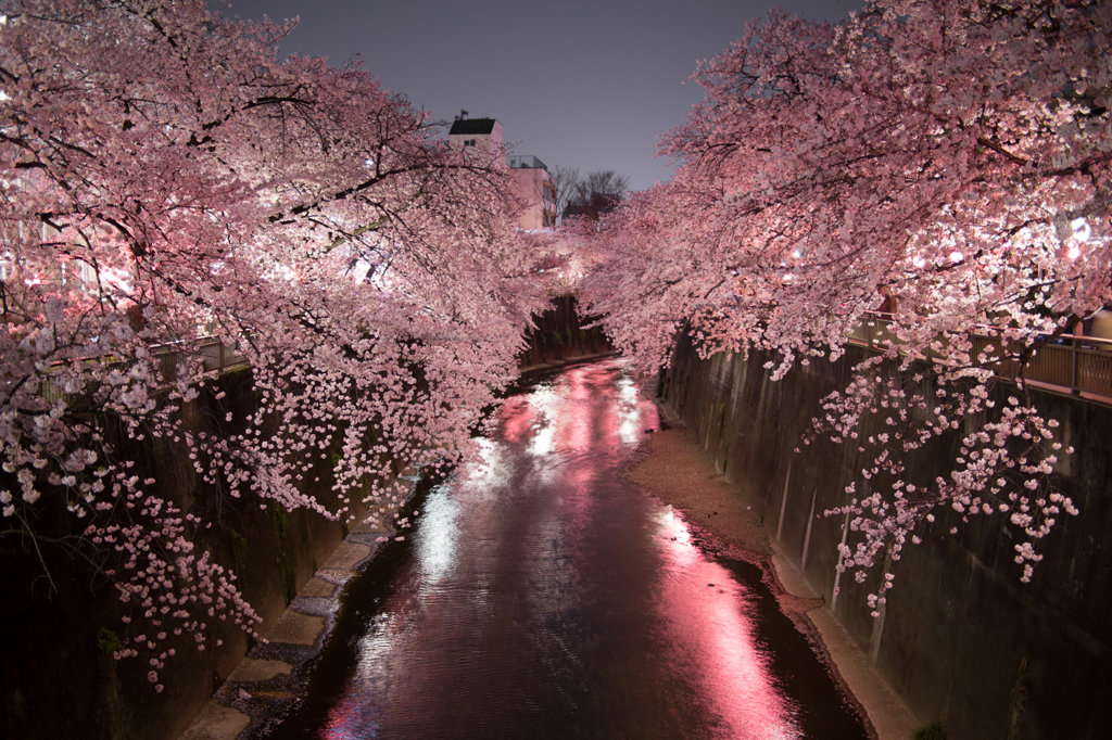 夜桜