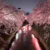 夜桜