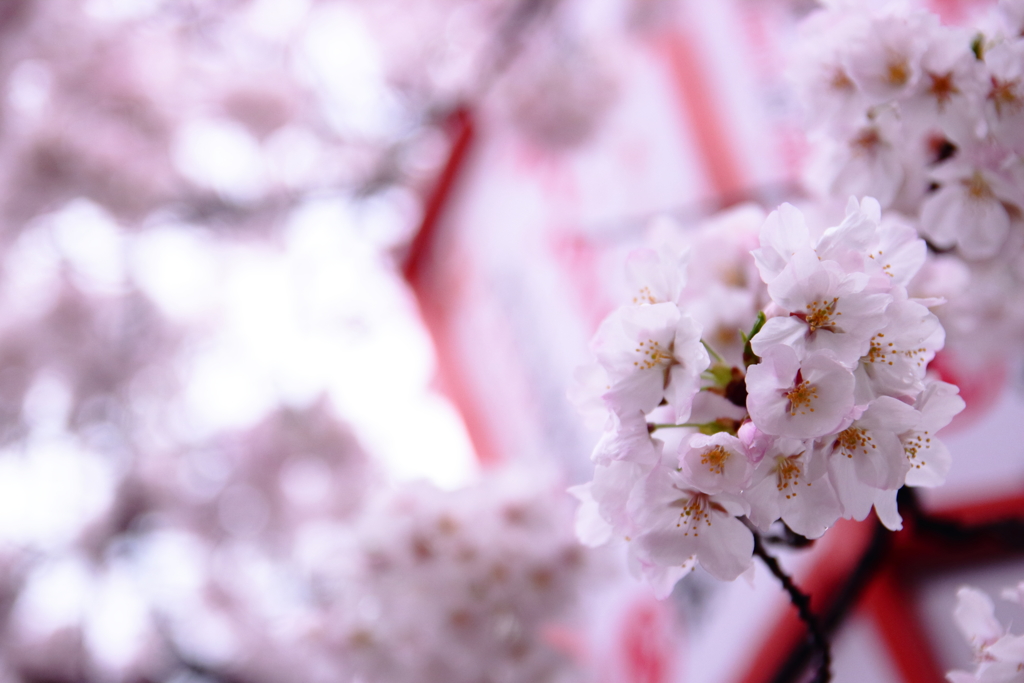 春の京都②